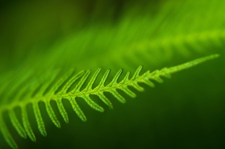 Dicksonia Squarrosa New Zealand Fern.