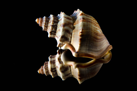 Gastropod shell on a black background.の写真素材