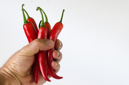 Man hand holds hot red chili peppers against a white background.の写真素材
