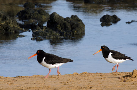 CABLE BAY - NZ - JAN 25:Pied Oystercatcher in Cable bay on January 25 2013 in Northland NZ.It's listed as 'endangered' species South Wales, Australia.のeditorial素材