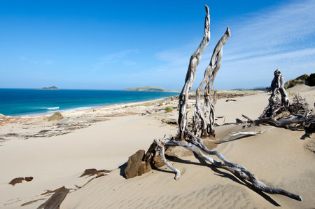 NORTHLAND - JAN 20:Wild landscape of Henderson bay on January 20 2013 in Northland NZ. It's  a unique isolated and wild sandy beach with special wildlife, vegetation, sand dunes and rock formations on the Aupouri Peninsula, at the very top of the North Isのeditorial素材