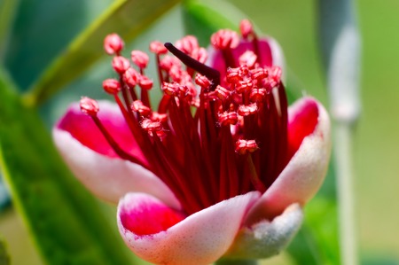 Red flower of Centennial Guava tree .の写真素材