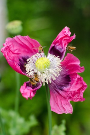 Bees collect nectar from a white and pink flower.の写真素材