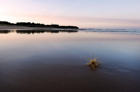 NORTHLAND - JAN 20:Spinifex grass on Henderson bay during sunset on January 20 2013 in Northland NZ. It's  a unique isolated and wild sandy beach with special wildlife, vegetation, sand dunes and rock formations on the Aupouri Peninsula, at the very top oのeditorial素材