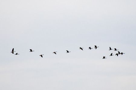 Geese migrate to the North hemisphere from New Zealand.