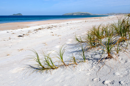 NORTHLAND - JAN 20:Sand dunes in Henderson bay on January 20 2013 in Northland NZ. It's  a unique isolated and wild sandy beach with special wildlife, vegetation, sand dunes and rock formations on the Aupouri Peninsula, at the very top of the North Islandのeditorial素材