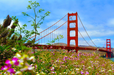 Flowers blussoome at the Golden Gate Bridge in San Francisco, CA.Frommers travel guide considers Golden Gate Bridge possibly the most beautiful, certainly the most photographed, bridge in the world.の写真素材