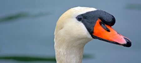 Close up portrait of a white swan face.の写真素材