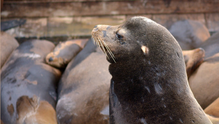 Portrait of a Sea lion at the Sea Lions colony of Pier 39 at Fisherman's Wharf in San Francisco...