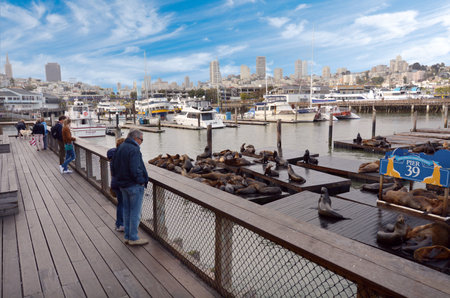 SAN FRANCISCO - MAY 17 2015:Sea lions colony at Pier 39 at Fisherman's Wharf.Marine Mammal Center monitor it's population each day and provide information to tourists who visit from around the world.のeditorial素材