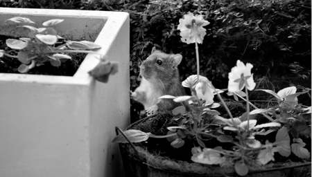 Rat looks for food in the home garden. (BW)