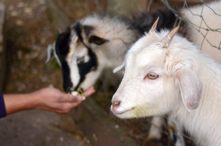 Man hand feed two kid Goats food in a Got farm.の写真素材