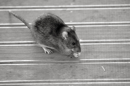 Rat eat food from the floor. (BW)の写真素材