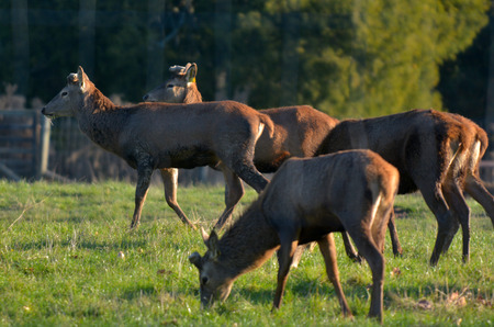 Red Deer graze in a farm in New Zealand.の写真素材