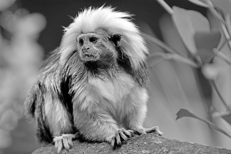 Cotton-Topped Tamarin (Saguinus oedipus) sit on a tree branch. (BW)