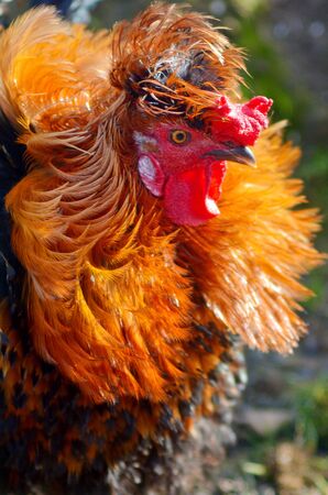 Portrait of a proud Colorful Rooster with crest stands to attentionの写真素材