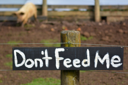 Do not feed me sign on pigs pen with hungry greedy pig in the background. Concept photoの写真素材