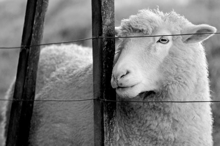 Portrait of a sheep stand behind a fence of a sheep farm. Looks away (BW)の写真素材