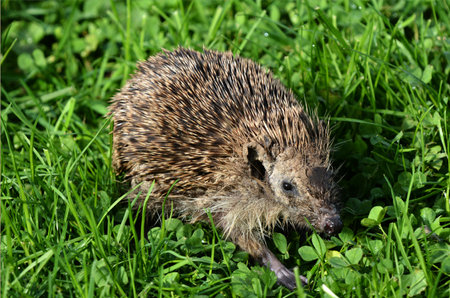 HAMILTON ,NZL - MAY 27 2015:Sick Hedgehog walks on green grass. Hedgehogs suffer many diseases common to humans, these include cancer, fatty liver disease and cardiovascular disease.のeditorial素材