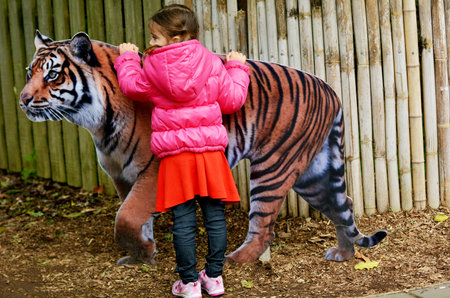 HAMILTON, NZL - JUNE 09 2015:Little girl (Talya Ben-Ari age 05) petting a cutout of Sumatran Tiger.Century ago 100,000 tigers lived in Asia forests, swamps and tundra.Today only 3,200 left in the wildのeditorial素材