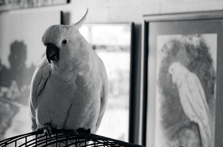 Portrait of a Cockatoo parrot sit on his cage. (BW)の写真素材