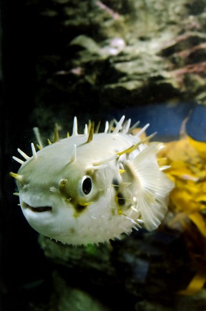 Blow fish swim underwater in the ocean