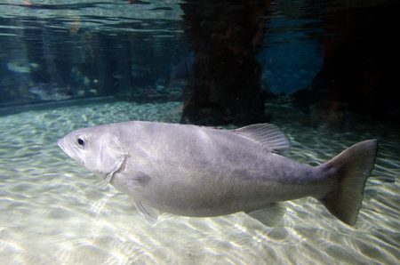 Giant grouper swim in an aquarium