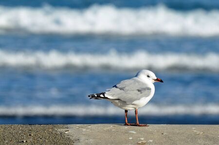 One seagull side view.