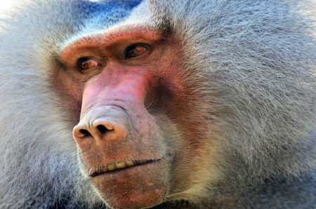 Hamadryas baboon face. (Close up)