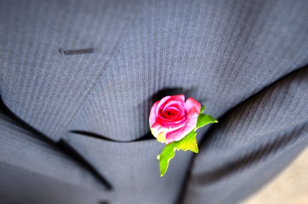 Pink rose, wedding corsage worn in button hole of morning suit. Narrow depth of field.の写真素材