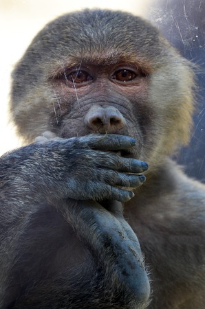 Hamadryas infant baboon looks through a shield glass. (Close up)の写真素材