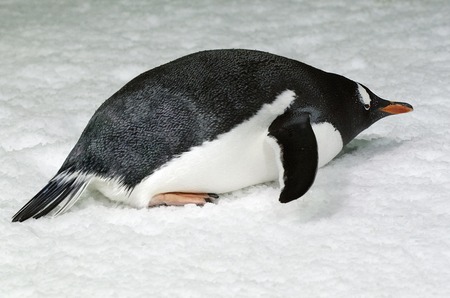 Gentoo Penguin slide on ice in it's natural inhabited.の写真素材