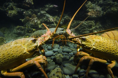 Two spiny lobster fight underwater for a female.の写真素材