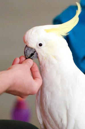 Sulphur Crested Cockatoos eat food from  human hand.