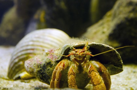 Hermit Crab carry his shell underwaterの写真素材