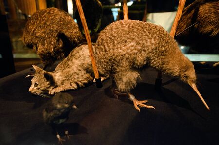 Stuffed skin Kiwi and a cat.の写真素材