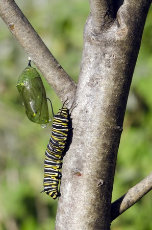 Monarch butterfly caterpillar and a chrysalis on a Milkweed.の写真素材