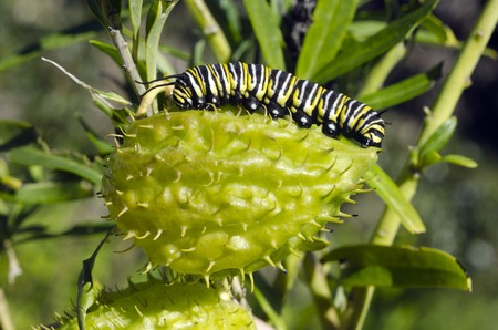 Monarch butterfly caterpillar on a Milkweed.の写真素材