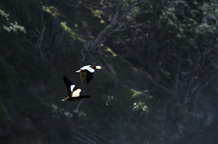 Pair of male and female mallard ducks fly together.の写真素材