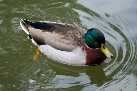 Male Mallard swimming in a pond.の写真素材