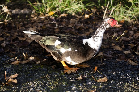Muscovy duck walks in a farm.の写真素材