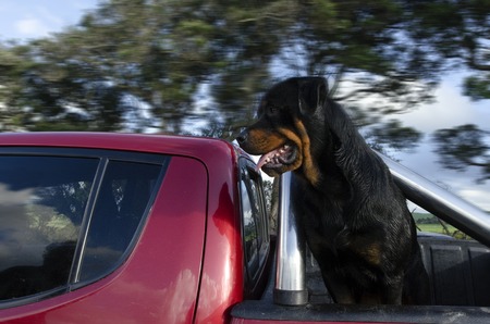 Profile portrait of an adult male purebred Rottweiler site on the back of a red pickup during driving.の写真素材