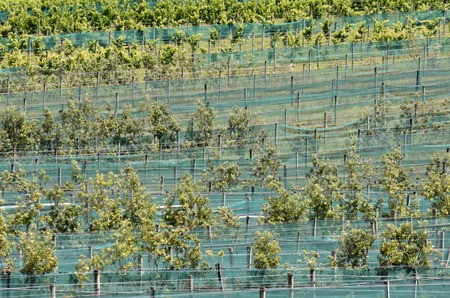 Feijoa orchard in Northland, New Zealand.の写真素材