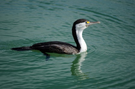Great Cormorant (Phalacrocorax carbo) portrait  swim on water.の写真素材