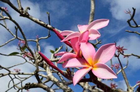 Frangipani (Plumeria rubra) , Hawaiian Lei flower on a tree in tropical  pacific Island.の写真素材