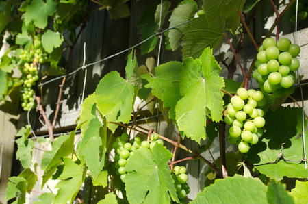 Fresh Green grapes on vine grow in home garden. summer sun lights.の写真素材