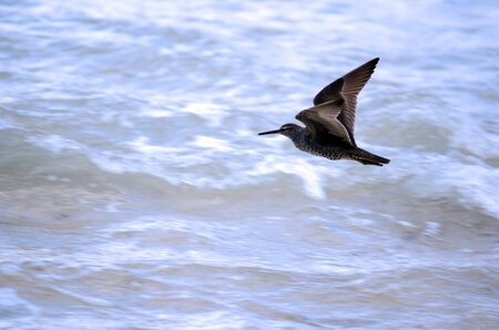 Pacific golden plover fly above the ocean in Rarotonga, Cook Islands.の写真素材