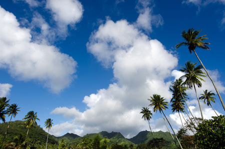 Landscape view of mountains ridge in Rarotonga Cook Islands in a sunny day with blue sky and white sheep clouds.の写真素材