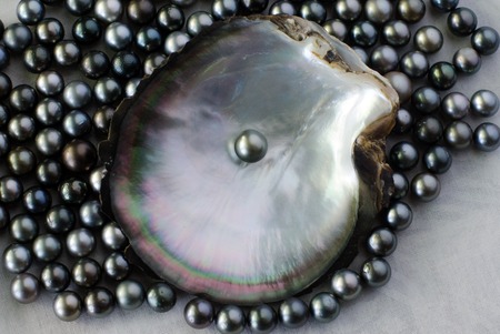 Black lip oyster shell with black pearl. Studio shot isolated on white background.の写真素材