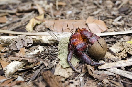 Coconut Crab crawls on the ground of tropical Island in Aitutaki lagoon, Cook Islands.